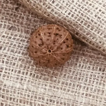 9 Mukhi Rudraksha Bead (नौ मुखी रुद्राक्ष)