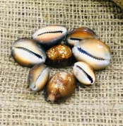 Black Kaudi, काली कौड़ी