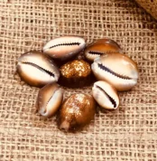 Black Kaudi, काली कौड़ी