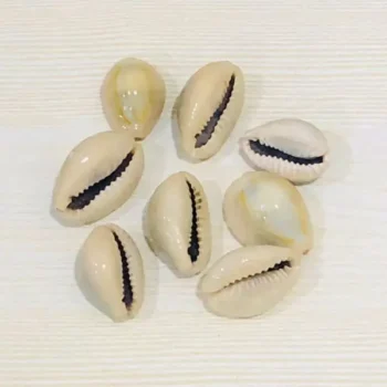 Cowrie Shell, कौड़ी शंख