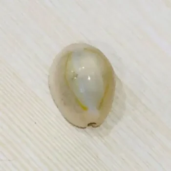 Cowrie Shell, कौड़ी शंख
