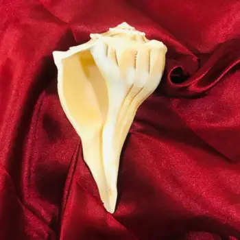 Dakshinavarti Laxmi Shankh (लक्ष्मी शंख)
