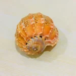 Gomukhi Shankh (गोमुखी शंख)