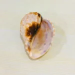 Gomukhi Shankh (गोमुखी शंख)