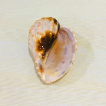 Gomukhi Shankh (गोमुखी शंख)