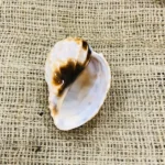 Gomukhi Shankh (गोमुखी शंख)