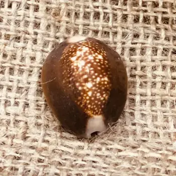 Kali Puja Cowrie (काली कौड़ी)