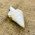 Siddh Vamavarti Shankh