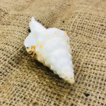 Siddh Vamavarti Shankh