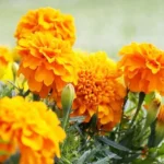 Gende Ke Phool (गेंदे के फूल)