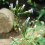 Sahadevi Ki Jad (सहदेवी की जड़)