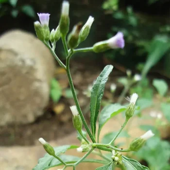 Sahadevi Ki Jad (सहदेवी की जड़)