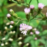 Sahadevi Ki Jad (सहदेवी की जड़)