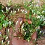 Sahadevi Ki Jad (सहदेवी की जड़)