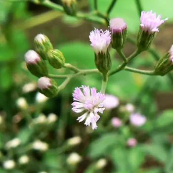 Sahadevi Ki Jad (सहदेवी की जड़)