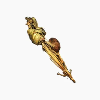 Kush Ka Banda (कुश का बांदा)