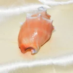 Surya Shankh (सूर्य शंख)