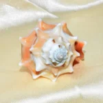 Surya Shankh (सूर्य शंख)