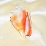 Surya Shankh (सूर्य शंख)