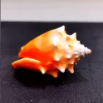 Surya Shankh (सूर्य शंख)