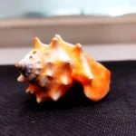 Surya Shankh (सूर्य शंख)