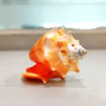 Surya Shankh (सूर्य शंख)