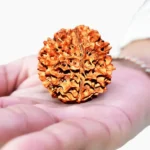 Panch Mukhi Rudraksha (पंच मुखी रुद्राक्ष)