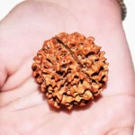 Panch Mukhi Rudraksha (पंच मुखी रुद्राक्ष)