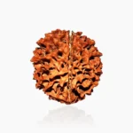Panch Mukhi Rudraksha (पंच मुखी रुद्राक्ष)