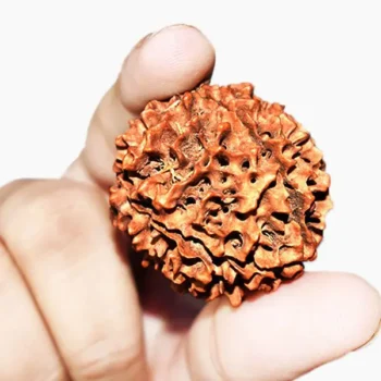 Panch Mukhi Rudraksha (पंच मुखी रुद्राक्ष)