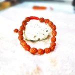 2 Mukhi Rudraksha Bracelet, 2 मुखी रुद्राक्ष ब्रेसलेट, Two Face Rudraksha Bracelet