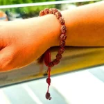 2 Mukhi Rudraksha Bracelet, 2 मुखी रुद्राक्ष ब्रेसलेट, Two Face Rudraksha Bracelet