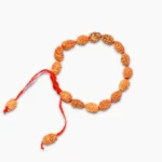 2 Mukhi Rudraksha Bracelet, 2 मुखी रुद्राक्ष ब्रेसलेट, Two Face Rudraksha Bracelet