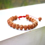 4 Mukhi Rudraksha Bracelet, 4 मुखी रुद्राक्ष ब्रेसलेट, Four Face Rudraksha Bracelet