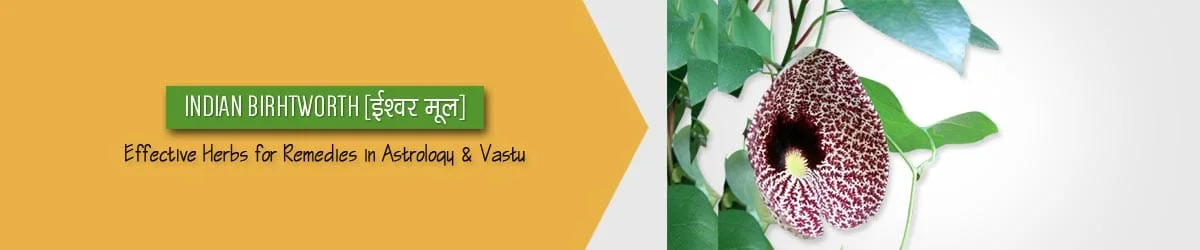 Indian Birthwort Benefits, ईश्वर मूल