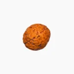 2 Mukhi Rudraksha, दो मुखी रुद्राक्ष