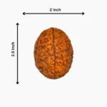2 Mukhi Rudraksha, दो मुखी रुद्राक्ष