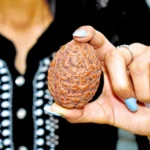 2 Mukhi Rudraksha, दो मुखी रुद्राक्ष