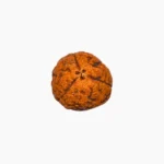3 Mukhi Rudraksha, तीन मुखी रुद्राक्ष