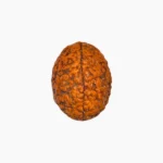 3 Mukhi Rudraksha, तीन मुखी रुद्राक्ष