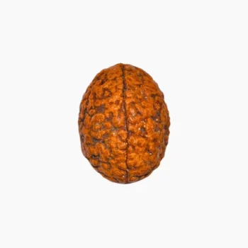 3 Mukhi Rudraksha, तीन मुखी रुद्राक्ष