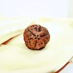 3 Mukhi Rudraksha, तीन मुखी रुद्राक्ष