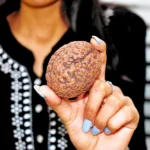 3 Mukhi Rudraksha, तीन मुखी रुद्राक्ष