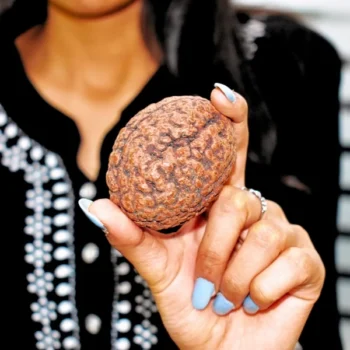 3 Mukhi Rudraksha, तीन मुखी रुद्राक्ष