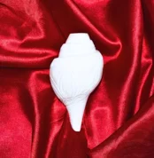 Blowing Shankh, बजाने वाला शंख