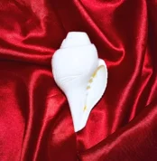 Blowing Shankh, बजाने वाला शंख