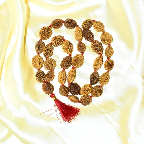 2 Mukhi Rudraksha Mala