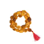 2 Mukhi Rudraksha Mala, 2 मुखी रुद्राक्ष माला