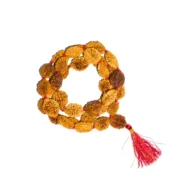 2 Mukhi Rudraksha Mala, 2 मुखी रुद्राक्ष माला