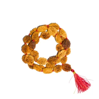 2 Mukhi Rudraksha Mala, 2 मुखी रुद्राक्ष माला